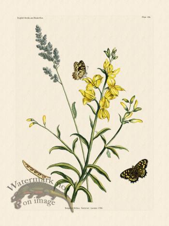 Wilkes Butterflies 106